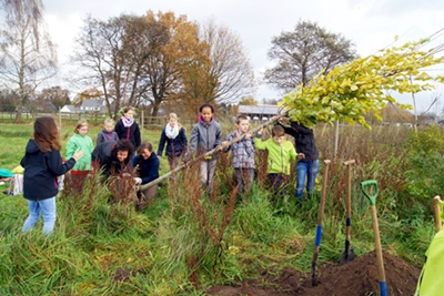Pflanzung eines Klassenbaums (hier: Berg-Ulme - Ulmus glabra)