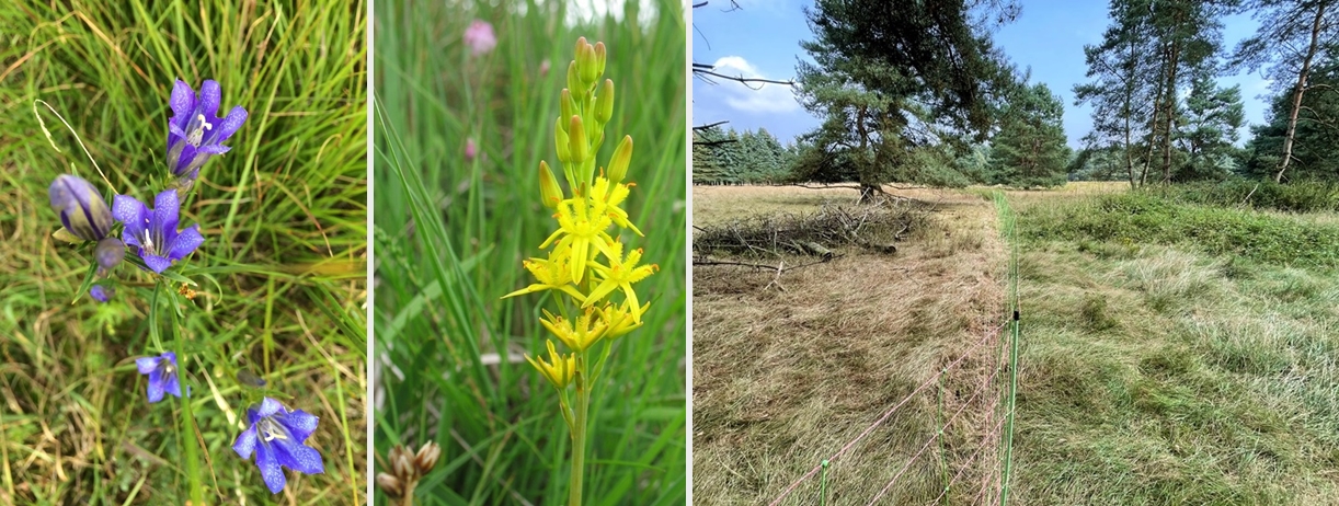 Lungenenzian / Moorlilie © Stiftung Naturschutz LK ROW / Vergleich Beweidungsfläche Lungenenzian / Moorlilie © Stiftung Naturschutz LK ROW / Vergleich Beweidungsfläche