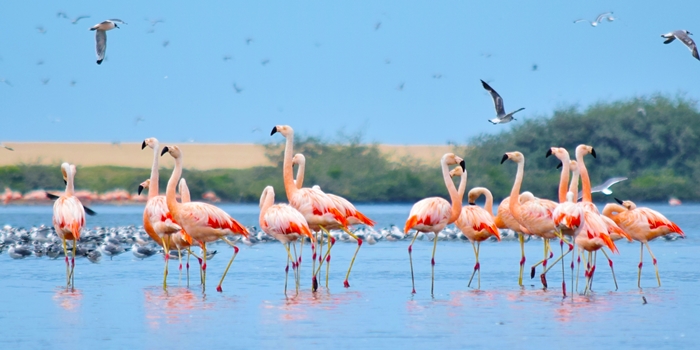 Von Flamingos bis Müll, alles wird dokumentiert, um Informationslücken zu schließen.