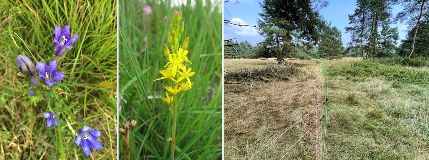 Lungenenzian / Moorlilie © Stiftung Naturschutz LK ROW / Vergleich Beweidungsfläche Lungenenzian / Moorlilie © Stiftung Naturschutz LK ROW / Vergleich Beweidungsfläche