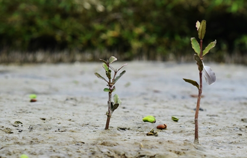 Universidad Científica del Sur Universidad Científica del Sur