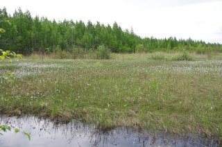 Wiedervernässtes Gebiet in der Novgorod-Region