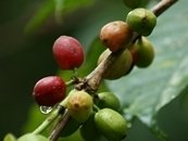 Kaffee Äthiopien