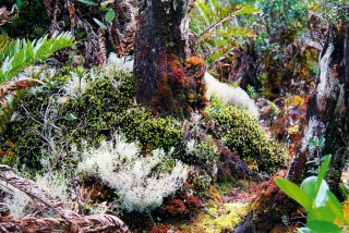 Im Leuser Ökosystem wurden 8.500 Pflanzenarten dokumentiert.
