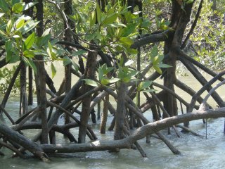 Mangroven Myanmar
