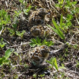 Spoon-billed Sandpiper chicks in Kamchatka (c) Elena Lappo