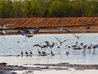 Verschiedene Wasservögel in Menabe