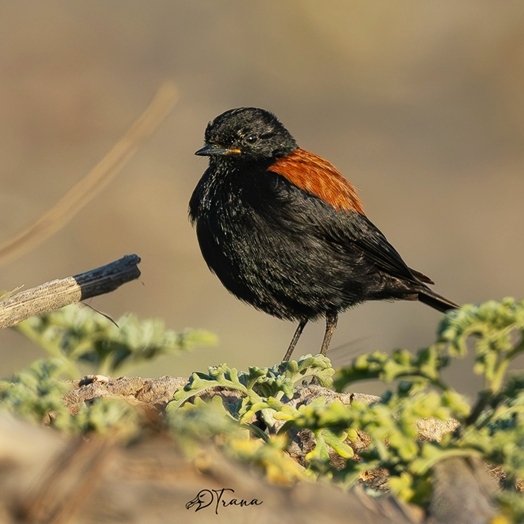 Lessonia rufa - Patagoniensporntyrann (c) Cristian Tranamil