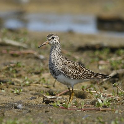Playero pectoral - (c) Alejandro Tello Playero pectoral - (c) Alejandro Tello